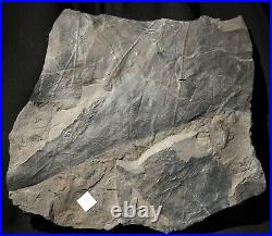 Oldest know Ginkgo fossil plant Carboniferous ginkgophyte big fossil leaf plate