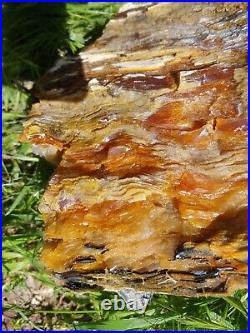 Opalized Wood Petrified Nevada Deserts Opal White Gold Black HUGE 45 LBS Sequoia
