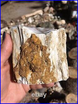 Opalized Wood Petrified from Nevada Opal Wood