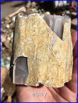 Opalized Wood Petrified from Nevada Opal Wood