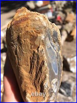 Opalized Wood Petrified from Nevada Opal Wood Log