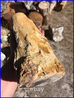 Opalized Wood Petrified from Nevada Opal Wood Log