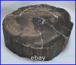 Oregon Agatized Petrified Wood Full Round Slab 11 Lbs