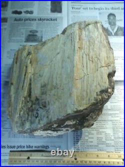 Oregon Petrified Wood Rough- Over 19-1/4 lbs