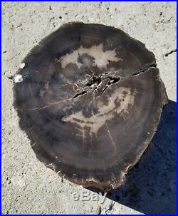 Over 23 lb Utah Petrified wood. POLISHED. #W-21