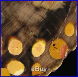 PEANUT Petrified Wood Round Fossil Glassy End Cut 4.4 / 110mm Austrailia