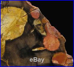 PEANUT Petrified Wood Round Fossil Glassy End Cut 4.4 / 110mm Austrailia
