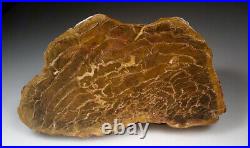 PENTOXYOLON Rare AUSTRALIAN Petrified Wood LARGE DISPLAY