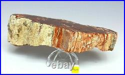 PETRIFIED WOOD Fossil Arizonia Rainbow Wood Slab 786g