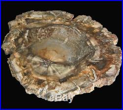 PETRIFIED WOOD Fossil Plant Tree Slab Slice Great Heart 277mm / 11 Madagascar