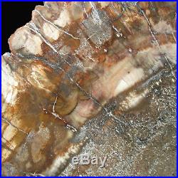 PETRIFIED WOOD Fossil Plant Tree Slab Slice Great Heart 277mm / 11 Madagascar