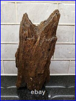 PETRIFIED WOOD MONTANA TREE LOG Detailed Specimen withKnots Cavities Rare Piece