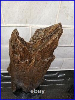 PETRIFIED WOOD MONTANA TREE LOG Detailed Specimen withKnots Cavities Rare Piece