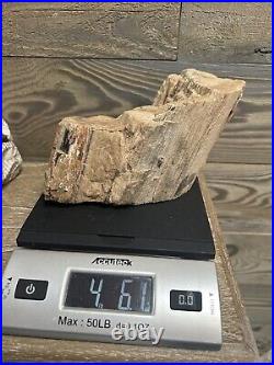 PETRIFIED WOOD Tree Fossil Southern California 4.61 lbs. Natural 6.5 length