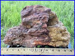 PHENOMENALHuge25 Lb TX Petrified Fossil Wood Stump-LG Hag Hole-Very Colorful