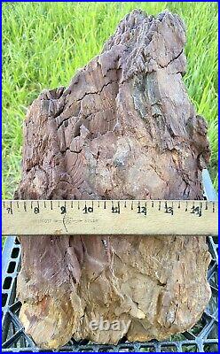PHENOMENALHuge25 Lb TX Petrified Fossil Wood Stump-LG Hag Hole-Very Colorful