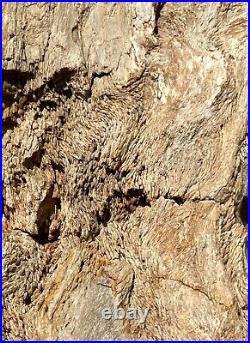PHENOMENAL 44 LB TX Petrified Fossil Wood Trunk SectionUNBELIEVABLE SPECIMEN