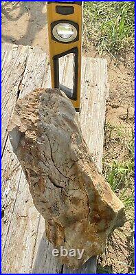PHENOMENAL 44 LB TX Petrified Fossil Wood Trunk SectionUNBELIEVABLE SPECIMEN