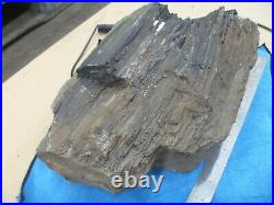 Pacific NW Washington State Petrified Wood Piece Fir Cedar Gray Rock Gem Chunk