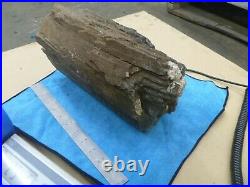 Pacific NW Washington State Petrified Wood Piece Fir Cedar Gray Rock Gem Chunk