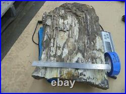Pacific NW Washington State Petrified Wood Piece Fir or Cedar Rock Gem Chunk