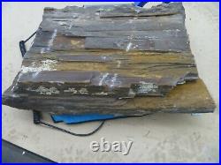 Pacific NW Washington State Petrified Wood Piece Fir or Cedar Rock Gem Chunk