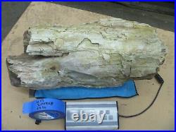Pacific NW Washington State Petrified Wood log Piece Maple Rock Gem Chunk