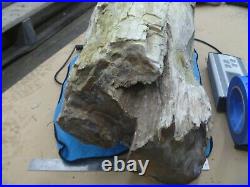 Pacific NW Washington State Petrified Wood log Piece Maple Rock Gem Chunk