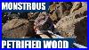 Part_2_Retrieving_The_Petrified_Wood_Tree_Stump_Fossil_Adventure_In_New_Zealand_01_hc