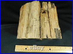 Perfect BARK! On This BIG Polished Petrified Wood Fossil From Utah! 3965gr e