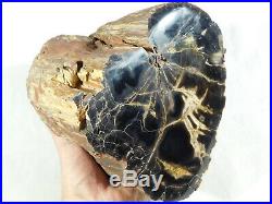 Perfect BARK! On This HUGE Polished Petrified Wood Fossil From Utah! 9555gr e