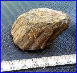 Perfect Piece Of Natural Rough Agatized Petrified Wood