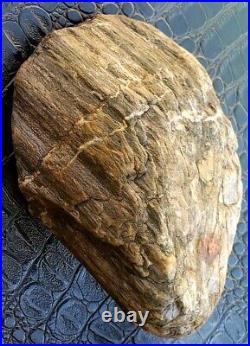Perfect Piece Of Natural Rough Agatized Petrified Wood From Gold Country
