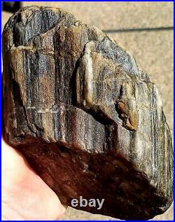 Perfect Piece Of Natural Rough Agatized Petrified Wood From Gold Country