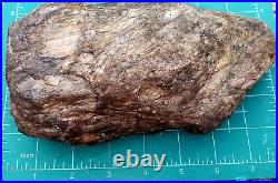 Perfectly Preserved Rough Natural Petrified Wood Piece