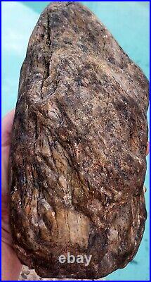Perfectly Preserved Rough Natural Petrified Wood Piece