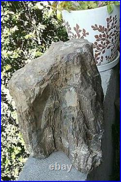 Petrified 21 Lbs Fossilized Bark On Wood Stump Section 8x8x8.5 Tree Trunk