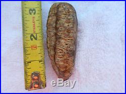 Petrified Agatized Seed Pod, RARE