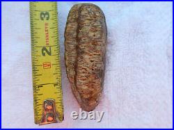 Petrified Agatized Seed Pod, RARE. AMAZING DETAIL