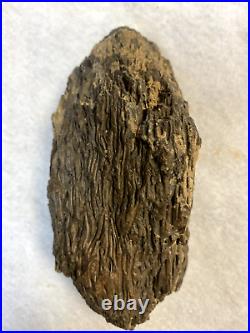 Petrified Black Palm Wood from Tropical Asia Three Nice Specimens Very Rare