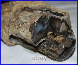 Petrified Botryoidal Agatized Wood Limb Cast One Polished Spot Wyoming, America