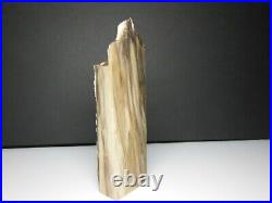 Petrified California Sequoia Wood / Unique Rotten Board Look / see details