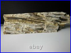 Petrified California Sequoia Wood / Unique Rotten Board Look / see details