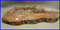 Petrified Conifer Wood Round 8.25 inch Fossil Slab Arizona #O2