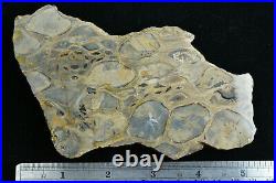 Petrified Cycad Morrison Formation Cisco Utah Ex Hatch Collection