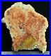 Petrified_Cycad_Morrison_Formation_Cycad_Hill_Utah_Ex_Hatch_Collection_01_ec