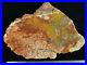 Petrified_Cycad_Morrison_Formation_Cycad_Hill_Utah_Ex_Hatch_Collection_01_eh