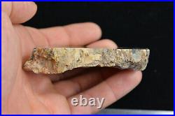 Petrified Cycad Morrison Formation Cycad Hill Utah Ex Hatch Collection