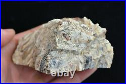Petrified Cycad Morrison Formation Cycad Hill Utah Ex Hatch Collection