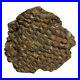 Petrified_Cycad_Morrison_Formation_Cycad_Hill_Utah_Jurassic_150_MYA_01_cy
